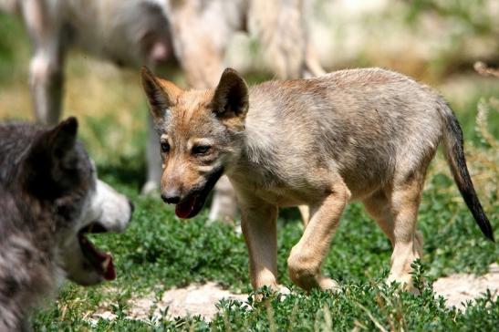 Wolf Welpe Wildpark Bad Mergentheim 2015