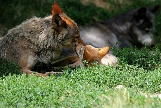 Wolf mit Welpe Wildpark Bad Mergentheim 2015