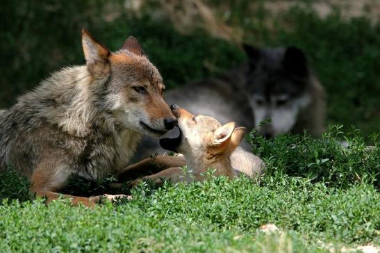 Wolf mit Welpe Wildpark Bad Mergentheim 2015