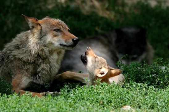 Wolf mit Welpe Wildpark Bad Mergentheim 2015