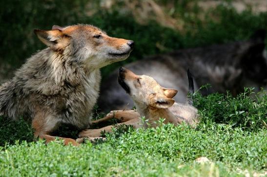 Wolf mit Welpe Wildpark Bad Mergentheim 2015