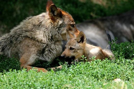 Wolf mit Welpe Wildpark Bad Mergentheim 2015