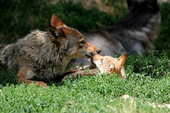 Wolf mit Welpe Wildpark Bad Mergentheim 2015