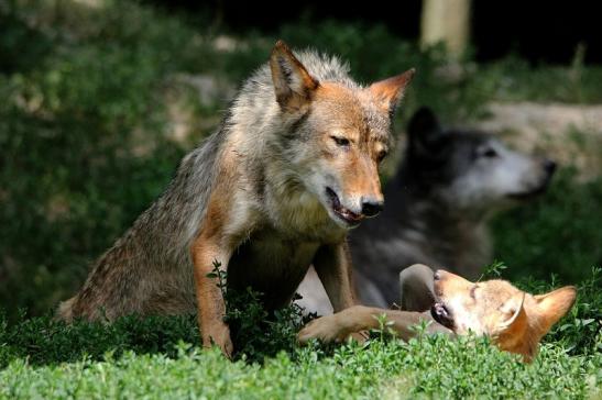 Wolf mit Welpe Wildpark Bad Mergentheim 2015