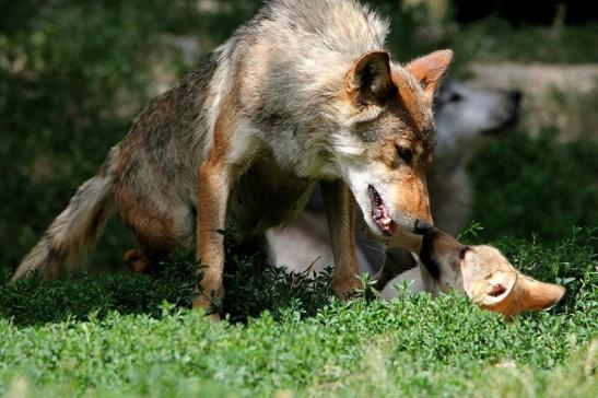 Wolf mit Welpe Wildpark Bad Mergentheim 2015