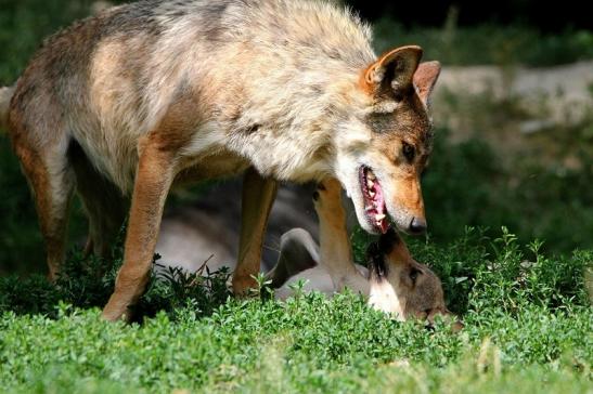 Wolf mit Welpe Wildpark Bad Mergentheim 2015