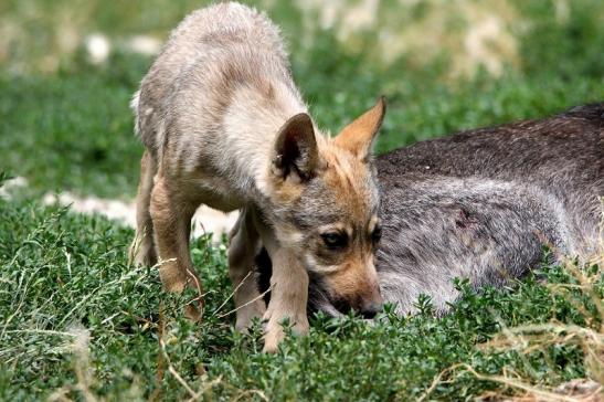 Wolf Welpe Wildpark Bad Mergentheim 2015