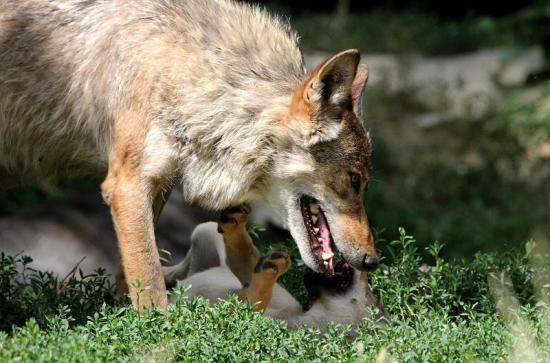 Wolf mit Welpe Wildpark Bad Mergentheim 2015