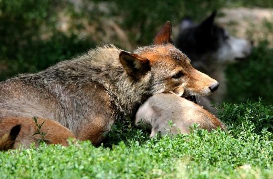 Wolf mit Welpe Wildpark Bad Mergentheim 2015