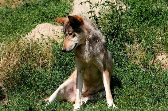 Wolf Wildpark Bad Mergentheim 2015