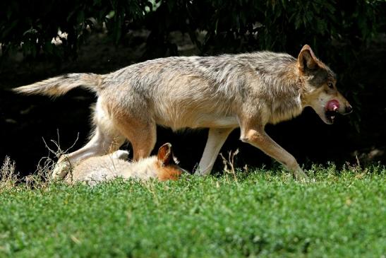 Wolf Wildpark Bad Mergentheim 2015