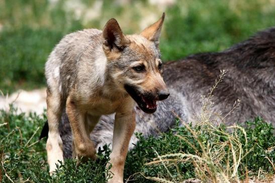 Wolf Welpe Wildpark Bad Mergentheim 2015