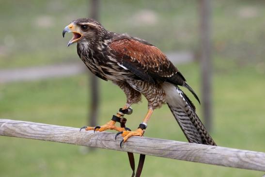 Wüstenbussard - Falknerei - Wildpark Alte Fasanerie Klein Auheim 2013