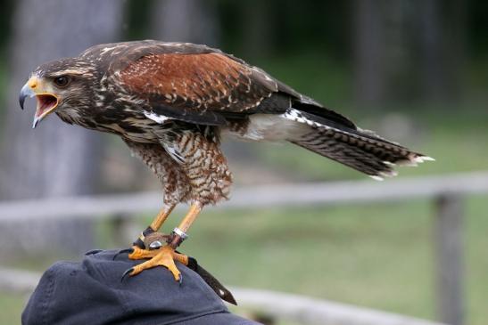 Wüstenbussard - Falknerei - Wildpark Alte Fasanerie Klein Auheim 2013