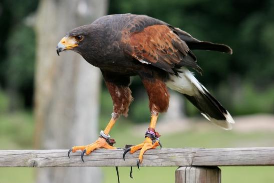 Wüstenbussard - Falknerei - Wildpark Alte Fasanerie Klein Auheim 2013