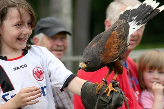 Wüstenbussard - Falknerei - Wildpark Alte Fasanerie Klein Auheim 2013