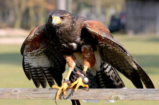 Wüstenbussard - Falknerei - Wildpark Alte Fasanerie Klein Auheim 2014