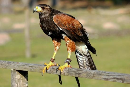 Wüstenbussard - Falknerei - Wildpark Alte Fasanerie Klein Auheim 2014