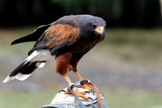 Wüstenbussard - Falknerei - Wildpark Alte Fasanerie Klein Auheim 2015