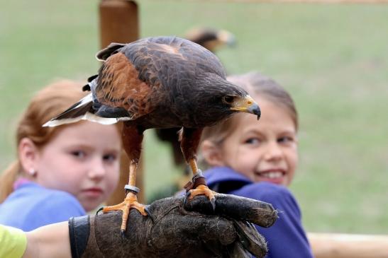 Wüstenbussard - Falknerei - Wildpark Alte Fasanerie Klein Auheim 2015