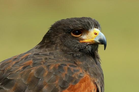 Wüstenbussard - Falknerei - Wildpark Alte Fasanerie Klein Auheim 2017