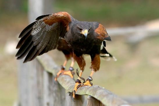 Wüstenbussard - Falknerei - Wildpark Alte Fasanerie Klein Auheim 2017