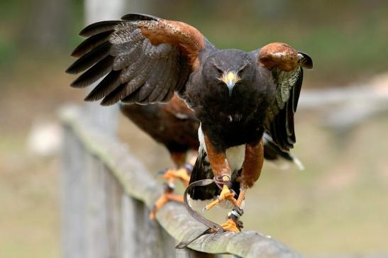 Wüstenbussard - Falknerei - Wildpark Alte Fasanerie Klein Auheim 2017