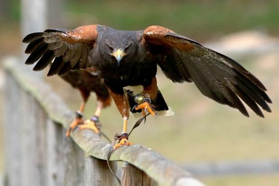 Wüstenbussard - Falknerei - Wildpark Alte Fasanerie Klein Auheim 2017