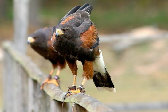 Wüstenbussard - Falknerei - Wildpark Alte Fasanerie Klein Auheim 2017