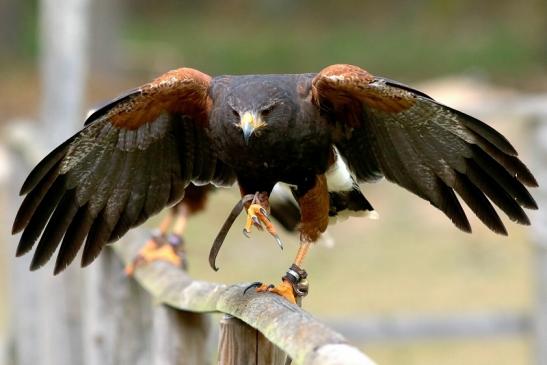 Wüstenbussard - Falknerei - Wildpark Alte Fasanerie Klein Auheim 2017