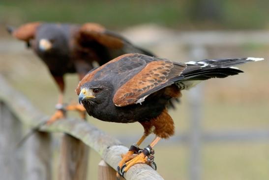 Wüstenbussard - Falknerei - Wildpark Alte Fasanerie Klein Auheim 2017