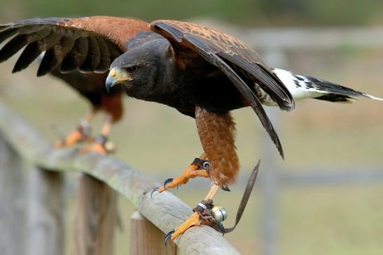 Wüstenbussard - Falknerei - Wildpark Alte Fasanerie Klein Auheim 2017