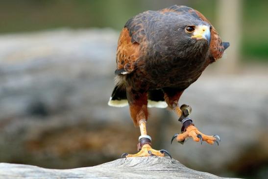 Wüstenbussard - Falknerei - Wildpark Alte Fasanerie Klein Auheim 2017