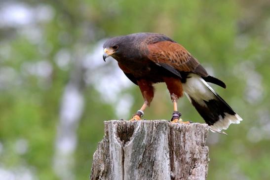 Wüstenbussard - Falknerei - Wildpark Alte Fasanerie Klein Auheim 2017