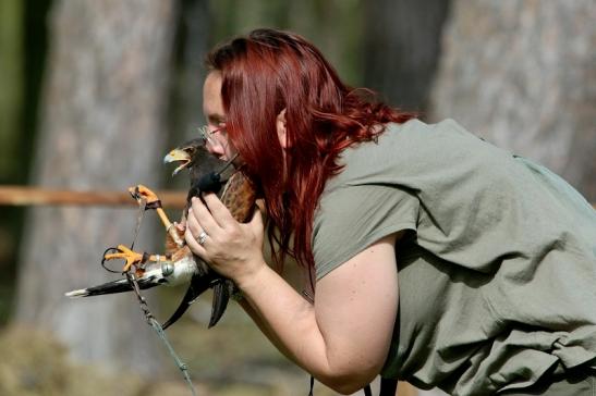 Wüstenbussard - Falknerei - Wildpark Alte Fasanerie Klein Auheim 2017