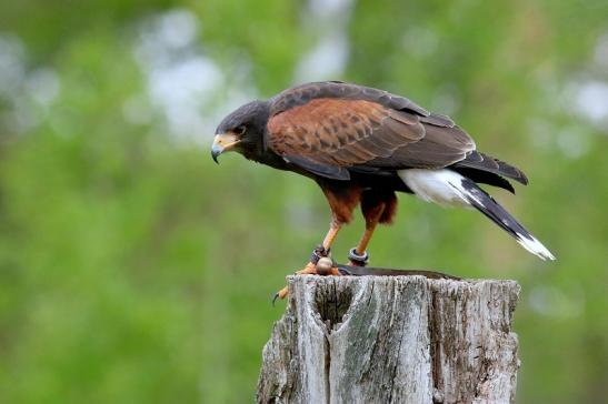 Wüstenbussard - Falknerei - Wildpark Alte Fasanerie Klein Auheim 2017