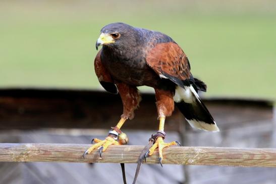 Wüstenbussard - Falknerei - Wildpark Alte Fasanerie Klein Auheim 2017