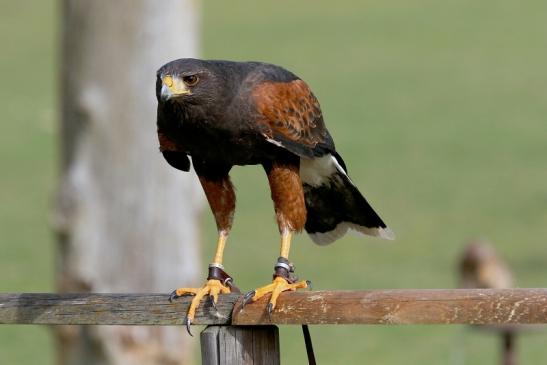 Wüstenbussard - Falknerei - Wildpark Alte Fasanerie Klein Auheim 2017