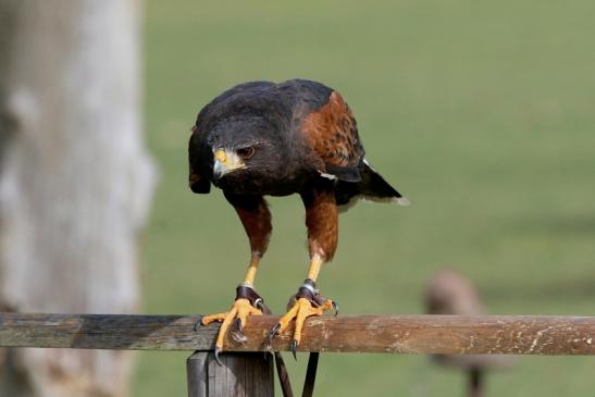 Wüstenbussard - Falknerei - Wildpark Alte Fasanerie Klein Auheim 2017