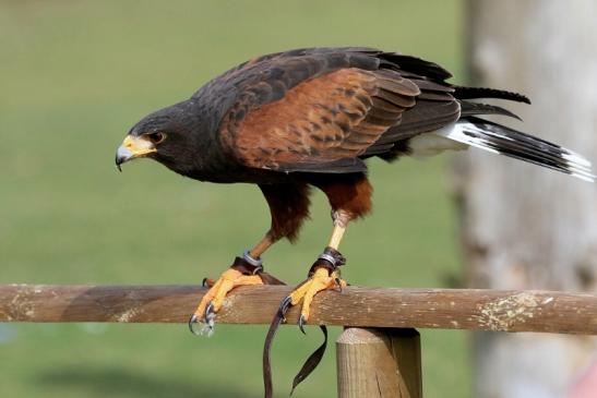 Wüstenbussard - Falknerei - Wildpark Alte Fasanerie Klein Auheim 2017