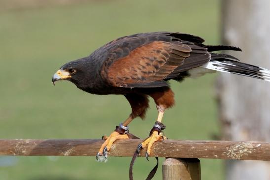 Wüstenbussard - Falknerei - Wildpark Alte Fasanerie Klein Auheim 2017