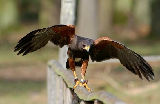 Wüstenbussard - Falknerei - Wildpark Alte Fasanerie Klein Auheim 2017