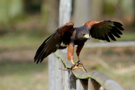 Wüstenbussard - Falknerei - Wildpark Alte Fasanerie Klein Auheim 2017