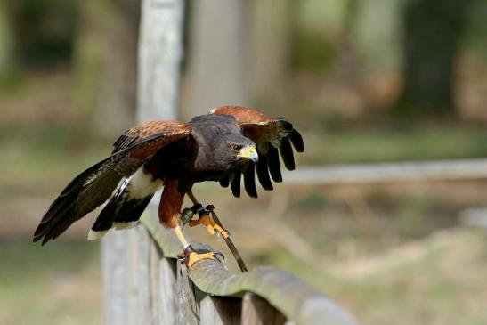 Wüstenbussard - Falknerei - Wildpark Alte Fasanerie Klein Auheim 2017