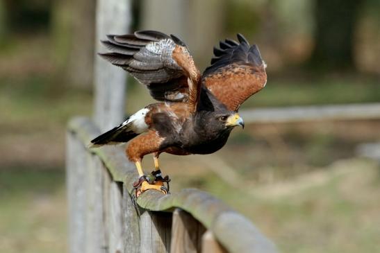 Wüstenbussard - Falknerei - Wildpark Alte Fasanerie Klein Auheim 2017