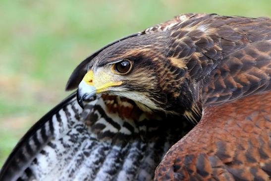 Wüstenbussard - Falknerei - Wildpark Alte Fasanerie Klein Auheim 2015