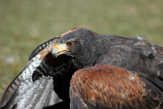 Wüstenbussard - Falknerei - Wildpark Alte Fasanerie Klein Auheim 2015