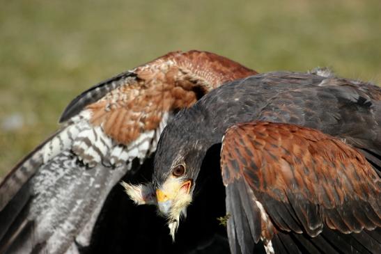 Wüstenbussard - Falknerei - Wildpark Alte Fasanerie Klein Auheim 2015