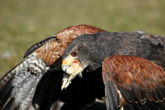 Wüstenbussard - Falknerei - Wildpark Alte Fasanerie Klein Auheim 2015