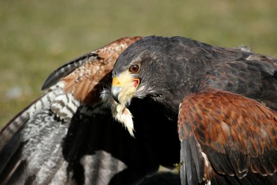 Wüstenbussard - Falknerei - Wildpark Alte Fasanerie Klein Auheim 2015